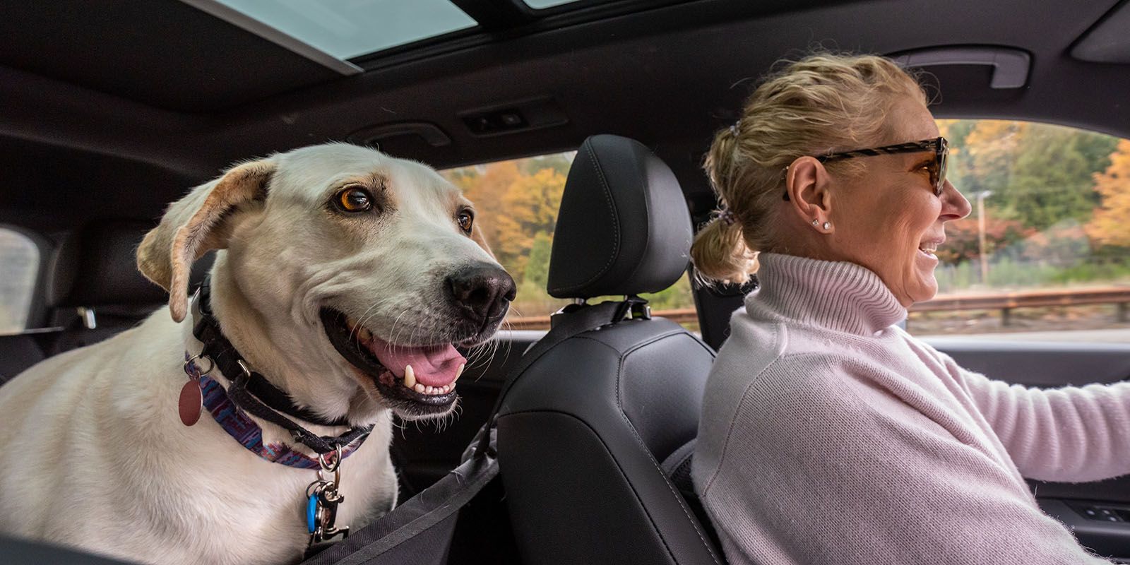 Dog and woman in a car