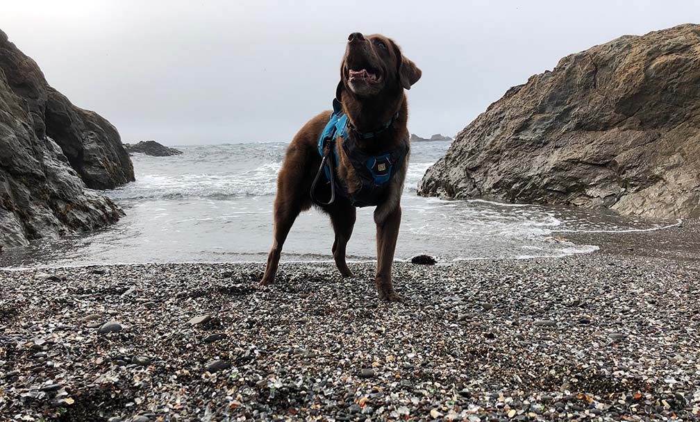 A brown dog with three legs stands on a shoreline