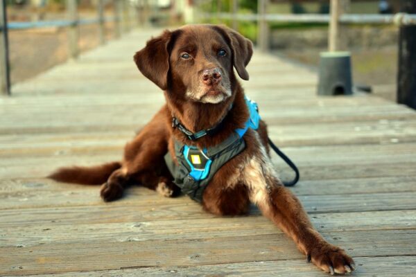 A brown dog lays on a boardwalk
