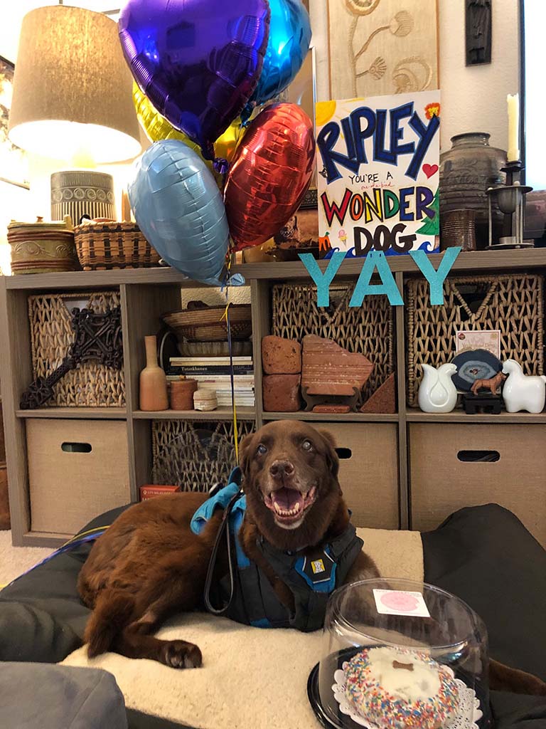 A brown dog lays next to a dog cake, balloons, and a birthday sign