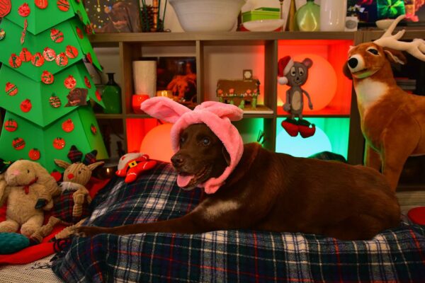 A brown dog wearing pink ears is surrounded by Christmas decorations