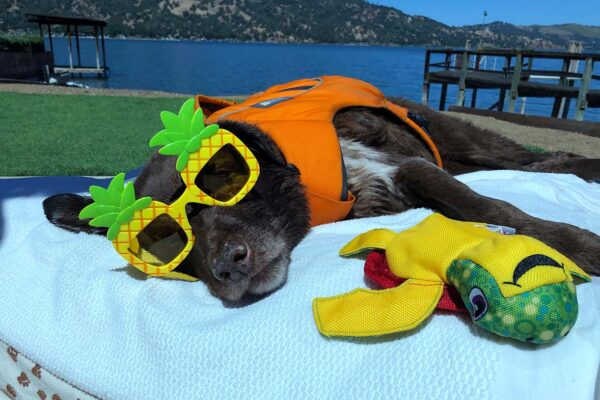 A brown dog wearing a life vest and pineapple sunglasses lays on a bed by a lake