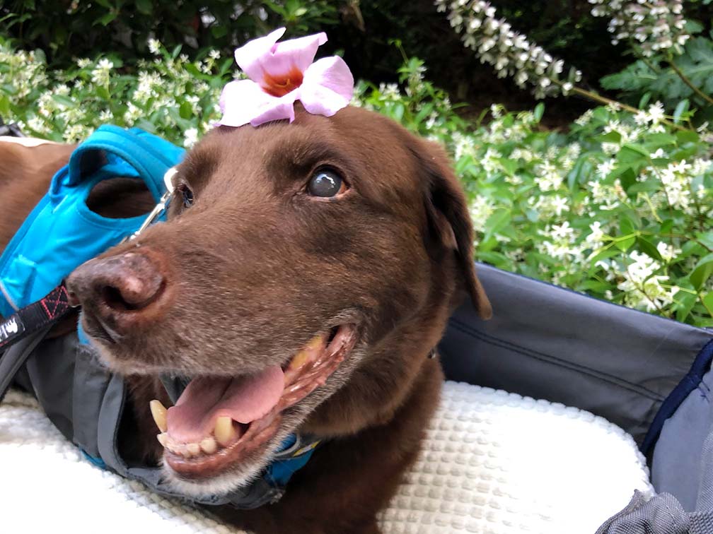 A brown dog has a pink flower on his head