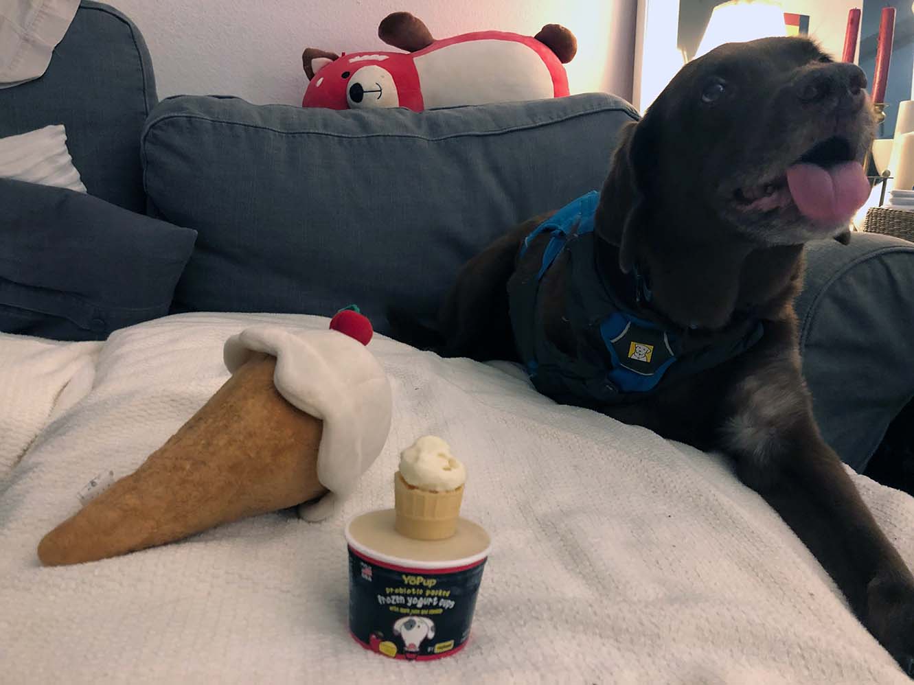 A brown dog poses with dog froyo and a toy