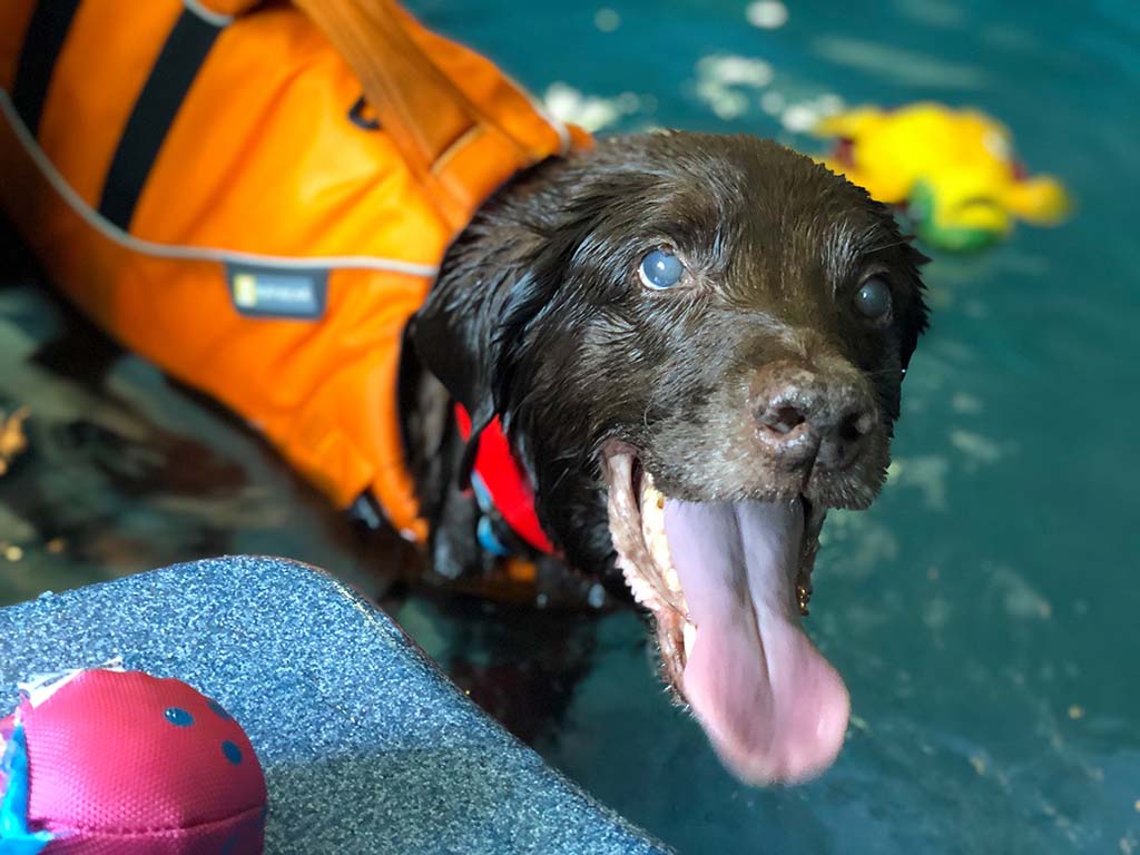A brown dog wearing a life vest standing in a shallow pool