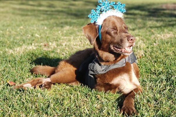 A brown dog wears a snowflake tiara