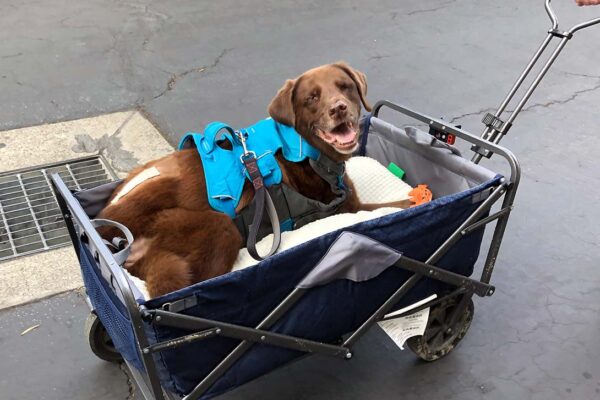 A brown dog rides in a wagon
