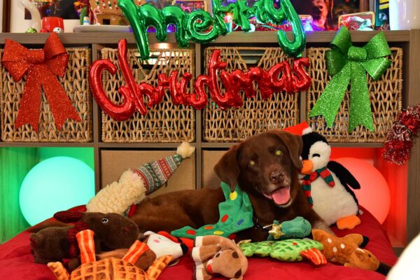A brown dog lays amid Christmas decorations