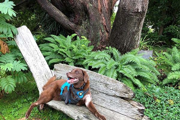 A brown dog lays on a wooden bench in front of a large tree