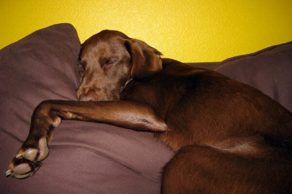 A brown dog sleeps on a brown couch