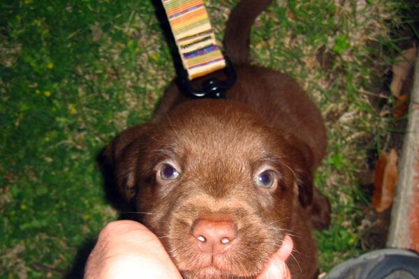 A tiny brown puppy is pet by his owner