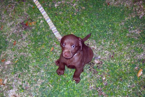 A tiny brown puppy sits in a patch of grass