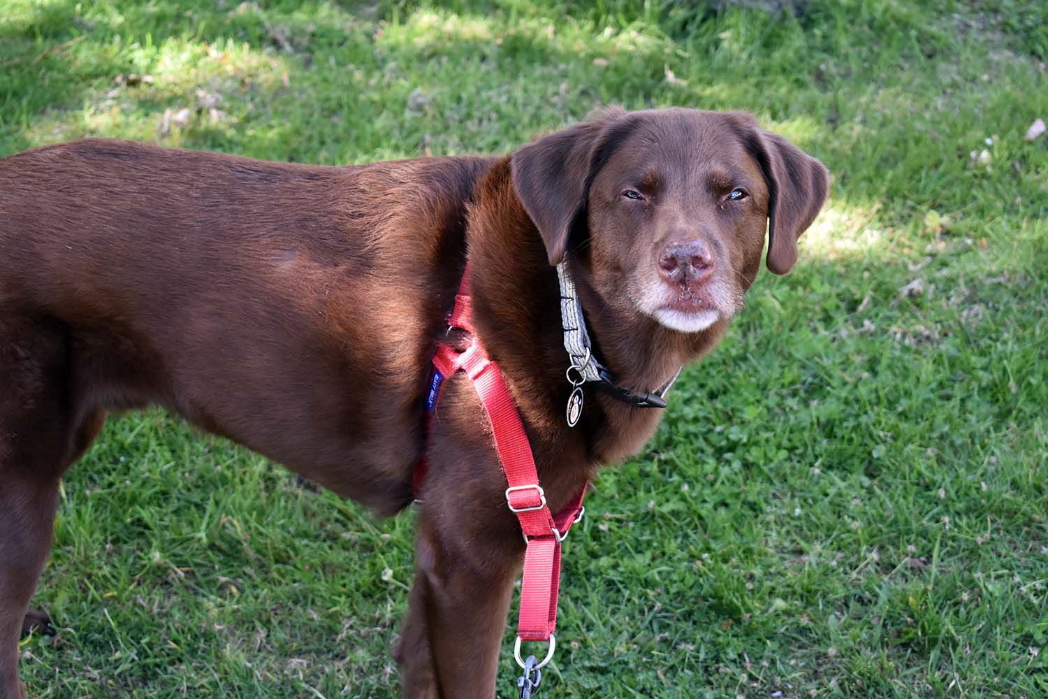 A brown dog stands in a patch of grass