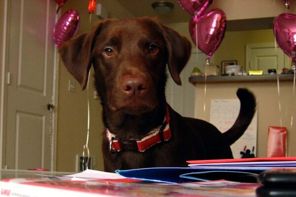 A brown dog stands behind a pile of magazines surrounded by pink heart balloons